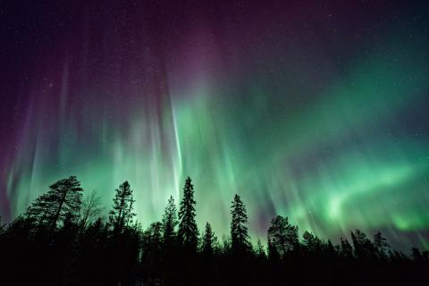 Auroras dance in the sky above a line of evergreen trees in shadow